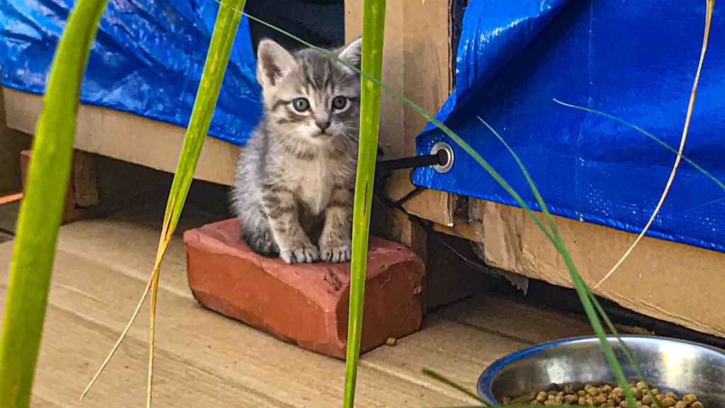 Apollo an LA kitten rescue sitting in front of his cat house we constructed out of wood and blue tarp. Apollo has adorable blue kitten eyes and they're gazing off into the distance. He is a grey short hair kitten with fluffy fur that has silver and dark silver stripes.