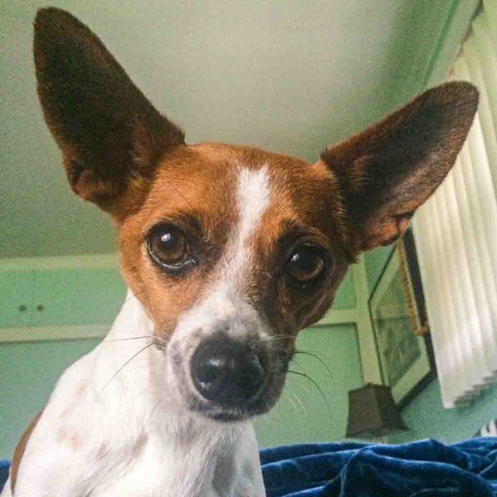 Charlie is a born and white dog rescued in LA, with big triangular ears that are perked up, and beautiful brown eyes looking right at you.