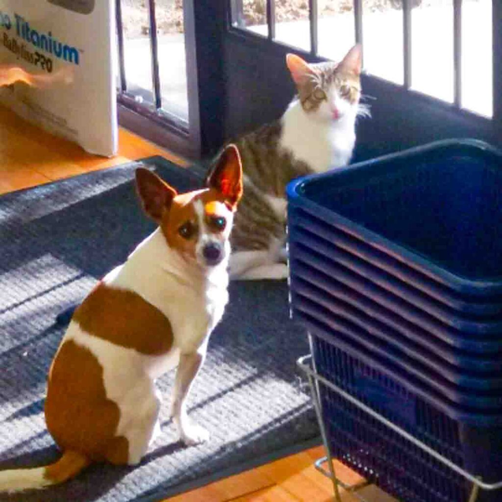 A cute brown and white small rescue dog named Charlie sitting on his hind legs next to a white and silver short hair rescue cat, named Bebino. They're both sitting in the same fashion and looking over their shoulder smiling ate you with big puppy dog eyes and cute cat eyes.