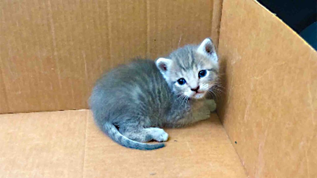 Mikie an LA kitten rescue cuddled up in the corner of a box after we rescued him. He has beautiful blue eyes and they're gazing right at you with an adorable little kitten face. Mikie is a grey short hair kitten with fluffy fur that has silver and dark silver stripes.