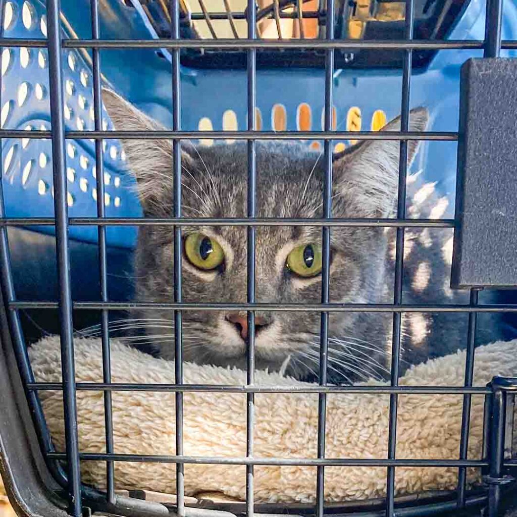 Mia, a grey and dark silver stopped LA Rescue Cat in a travel crate, on her way to get spayed by the vet. Her cute cat eyes are green and wide looking for comfort and support.